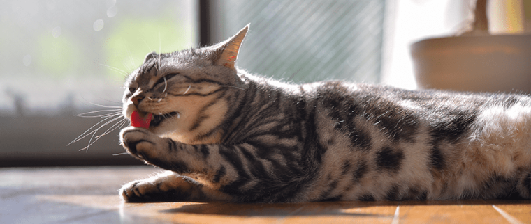 coussinet chat